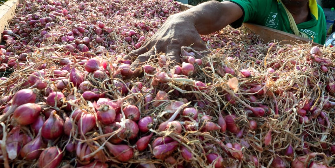 Cukup Pakai Bahan Bumbu Dapur Ini Untuk Usir Hama dan Penyakit Pada Tanaman Cabai