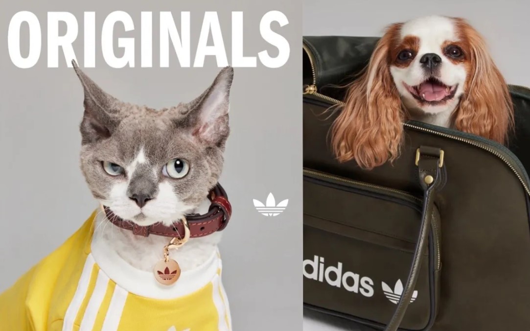 Adidas Originals Luncurkan Koleksi Perdana Buat Hewan Peliharaan, Gemas Banget!