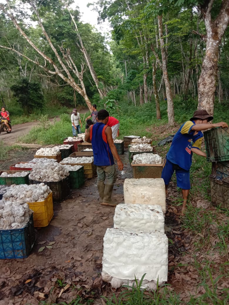 Harga Getah Karet Ogan Komering Ulu Mulai Membaik