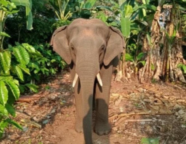 Bupati OKU Selatan Instruksikan BKSDA Tangani Gajah Liar yang Resahkan Warga