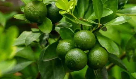 Manfaat Menakjubkan Daun Jeruk Purut untuk Kesehatan