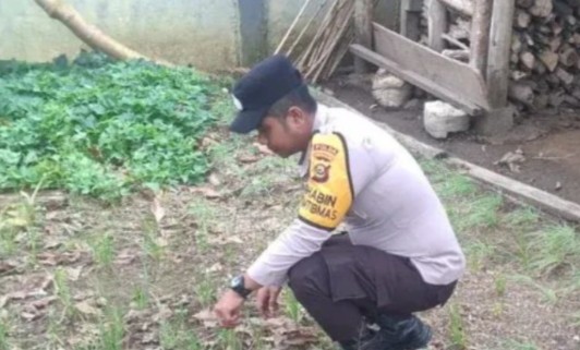 Polsek Kisam Tinggi Dorong Warga Tanam Sayuran di Pekarangan