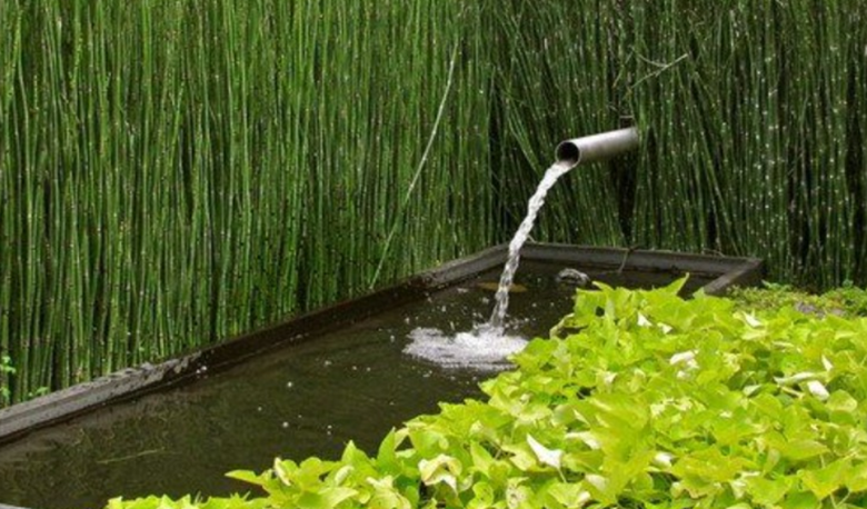 Rekomendasi Tanaman Air yang Bikin Kolam Tetap Bersih