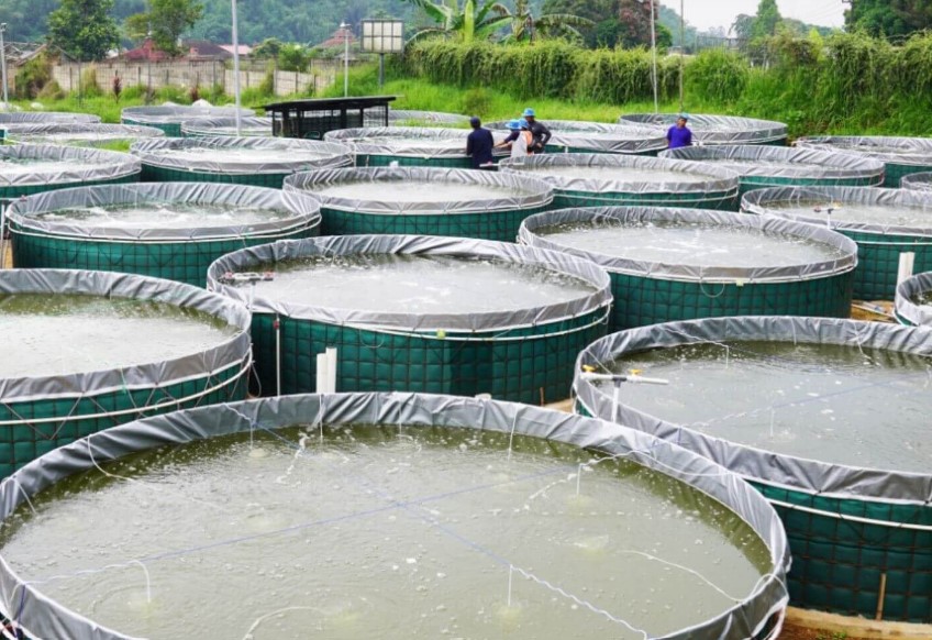 Tahapan dan Keunggulan Budidaya Ikan dengan Metode Bioflog