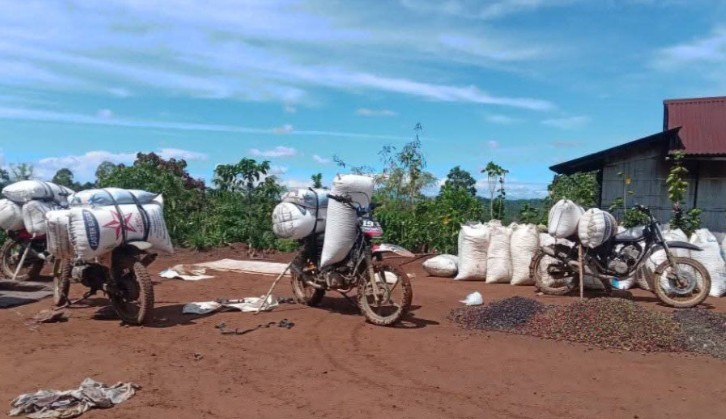Harga Kopi Turun Drastis, Petani Alami Kerugian Besar