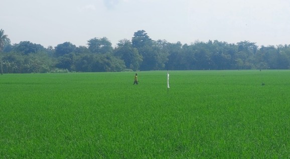 Tak Lagi Kelangkaan,Petani OKU Timur Semringah Sambut Musim Tanam 2025