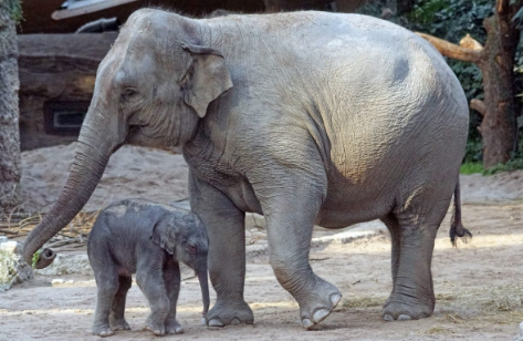 Gajah Liar Masuk Pemukiman, Rusak Tanaman Warga Musirawas