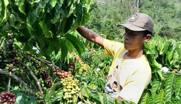 Jelang Masa Panen Harga Kopi di OKU Selatan Turun