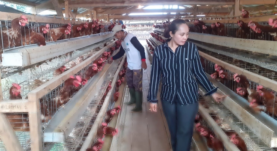 Hasilkan 52 Karpet Perhari dari Budidaya 1.750.000 ekor Ayam