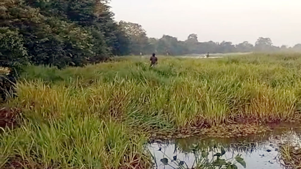 BPBD Ingatkan Warga Bahaya Bakar dan Buang Kumpai ke Sungai