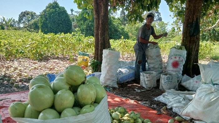 Menguntungkan, Terong Hijau Bulat Ronggo Mulai Diminati Petani