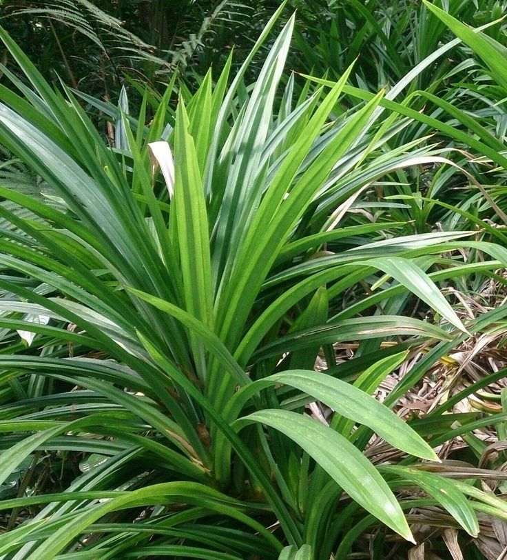 Cara Merawat Tanaman Pandan agar Daun Tumbuh Lebat