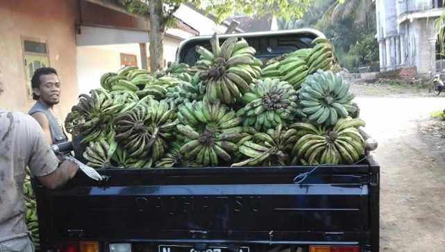  Harga Pisang di OKU Selatan Rp1000, Petani Masih Mengeluh