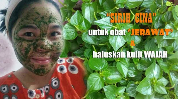 Bukan Ilalang, Sirih Cina ampuh atasi asam urat hingga menghilangkan flek hitam di wajah !