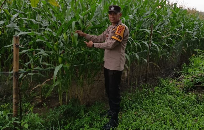 Perkuat Ketahanan Pangan, Dampingi Warga Tanam Jagung