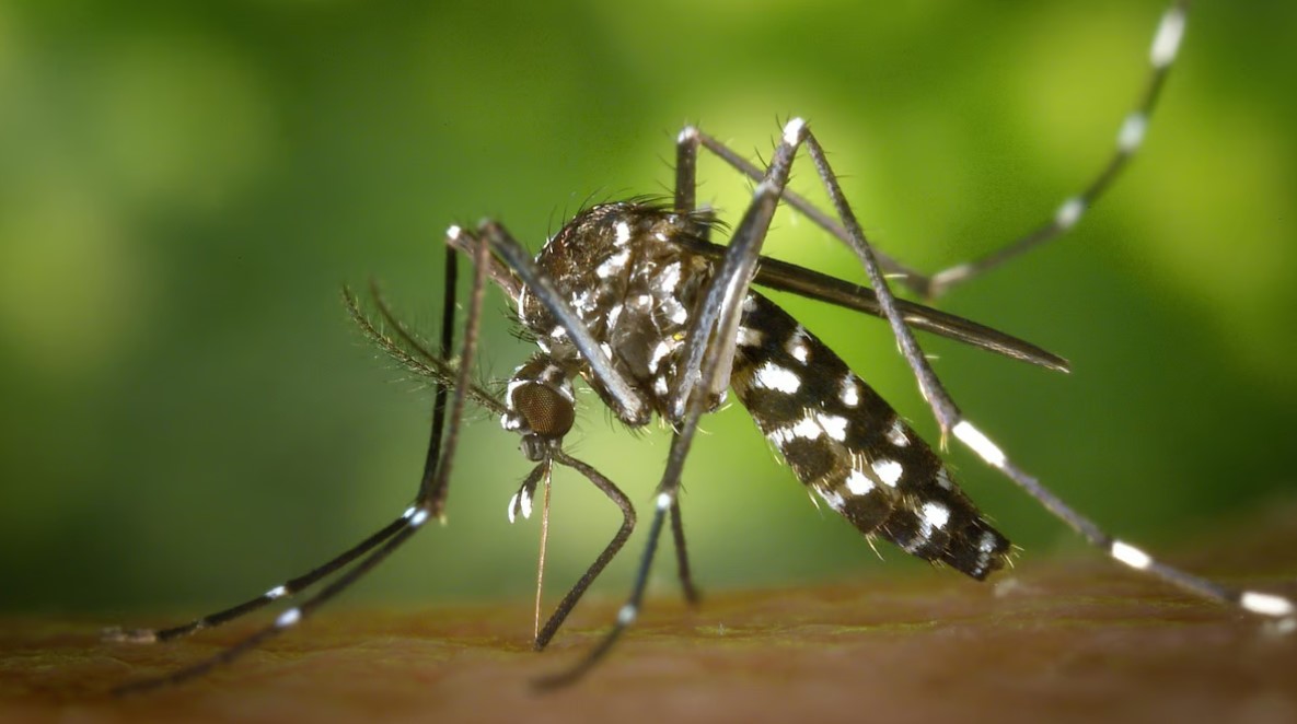 Cara Baru Ilmuwan Lawan Demam Berdarah & Zika!