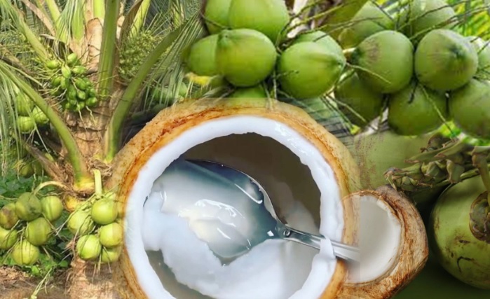 7 Manfaat Mengonsumsi Daging Kelapa Saat Berbuka Puasa
