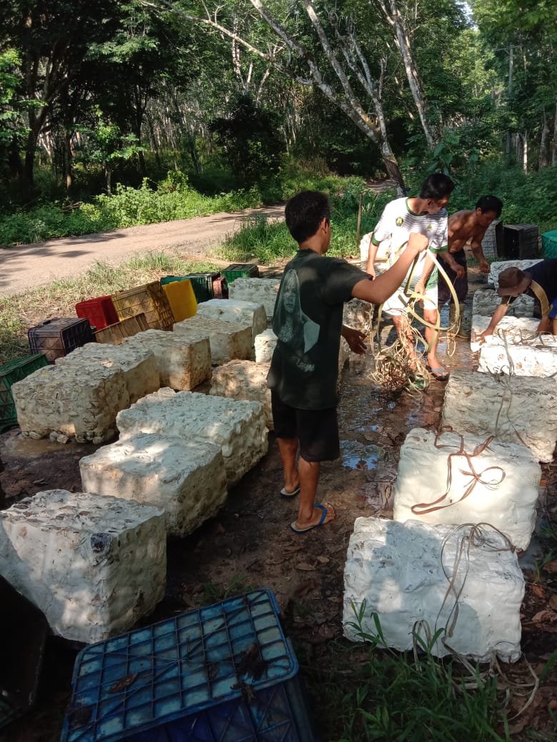 Harga Karet Terbaru di Wilayah OKU : Sempat Naik, Harga Karet Kini Kembali Turun 