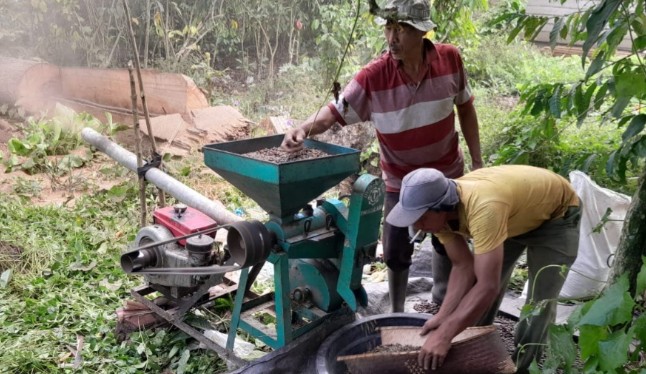 Harga Kopi di OKU Selatan Naik Jadi Rp50 Ribu per Kg, Petani Mulai Panen Lebih Awal