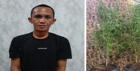 Pria di OKU Selatan Ditangkap, Tanam Ganja Setinggi Hampir 2 Meter di Kontrakan