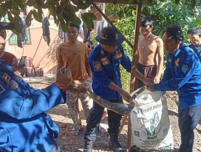 Masuk Rumah Warga, Ular Piton 2 Meter Dievakuasi Damkar OKU Selatan
