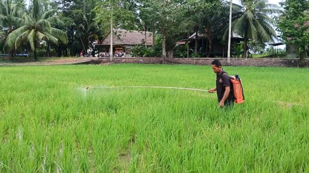 Cegah Wabah WBC serang Padi
