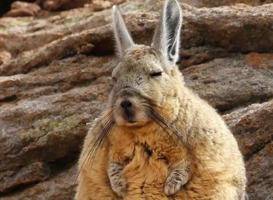 Viscacha, Hewan Gemoy yang Cocok Jadi Maskot Generasi Z