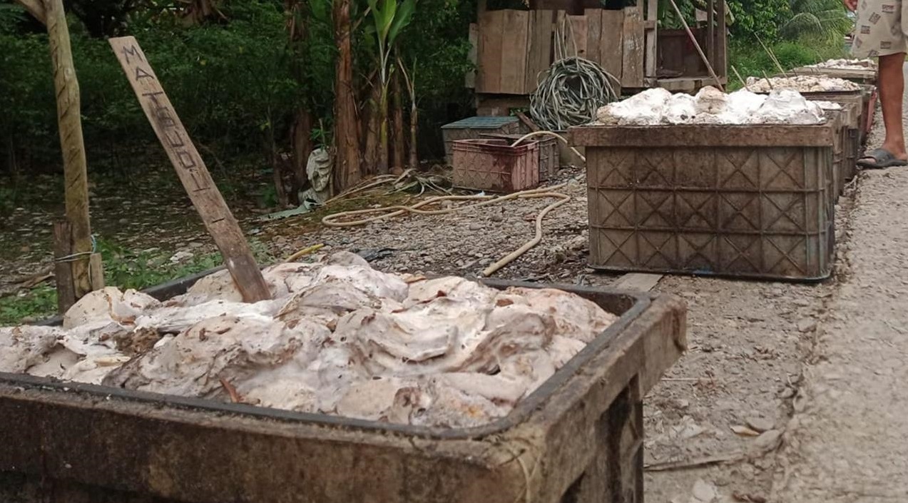 Keluh Kesah Petani saat Harga Getah Karet Kian Merosot