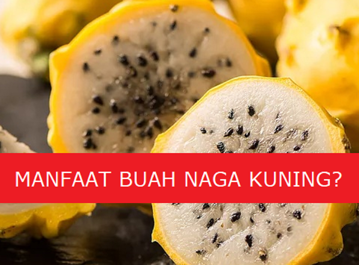 Pantas Saja Mahal, Ternyata Buah Naga kuning Banyak Manfaatnya untuk Kesehatan 