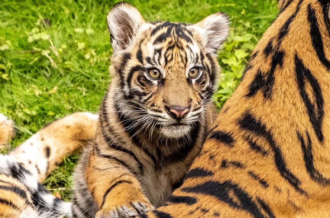 Bakso, Anak Harimau Sumatra, Resmi Tampil di Disney’s Animal Kingdom