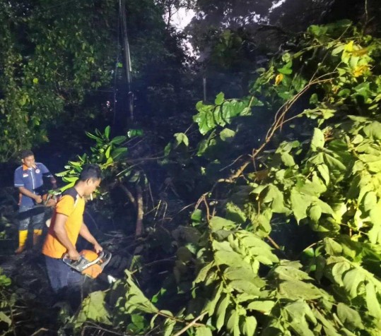 Masyarakat Diminta Waspada Pohon Tumbang Akibat Cuaca Ekstrem