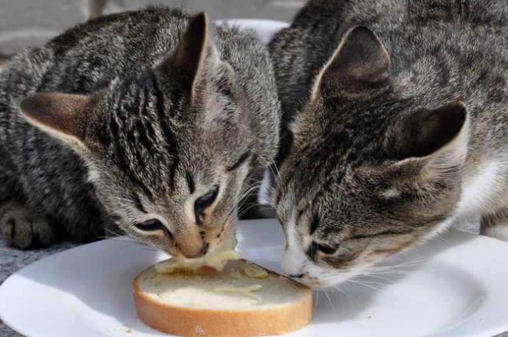 Bolehkah Kucing Makan Roti? Ini yang Perlu Kamu Tahu Sebelum Memberi Camilan!