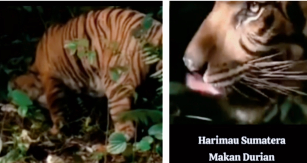 Video Harimau Sumatera Makan Durian, Jadi Bukti Patahkan Mitos ! Begini Penampakannya