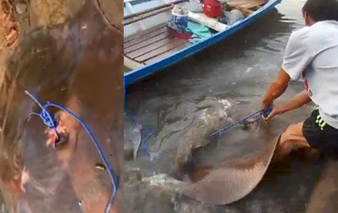 Ikan Pari Air Tawar Raksasa Ditemukan di Sungai Ogan, OKU oleh Pemancing, Segini Beratnya