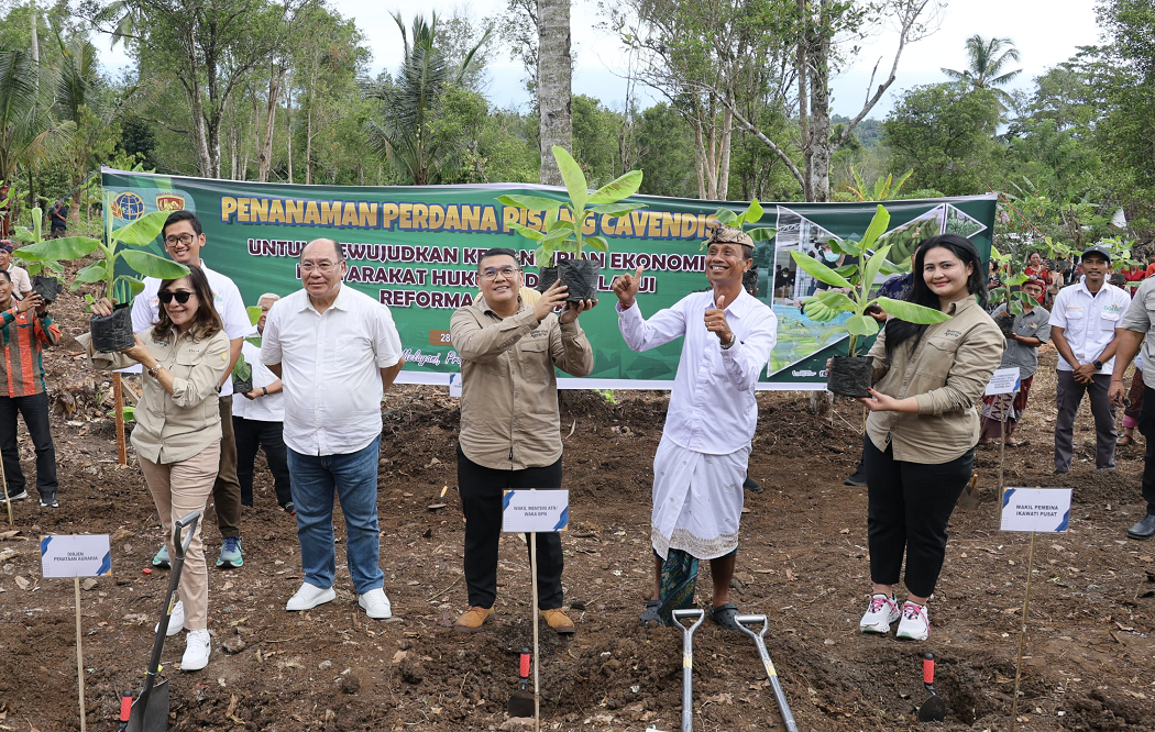  Wamen ATR/BPN Tanam Pisang Cavendish di Bali