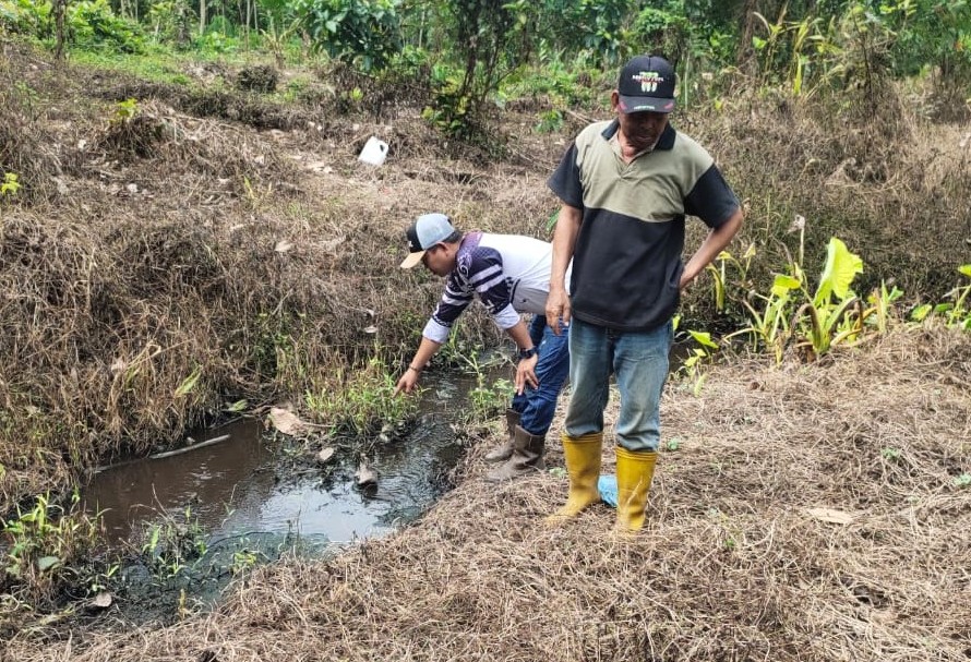 Tanaman Karet Warga Mati, Terkena Luberan Limbah Pabrik PTP Mitra Ogan, DLH OKU Berdalih BA Diambil Unit Pidsu