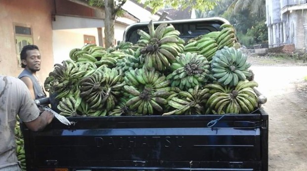 Harga Pisang di OKU Selatan Naik