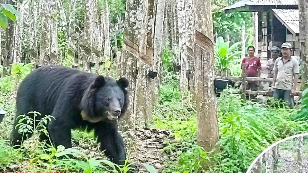 Beruang Liar di OKU Bikin Cemas Bersarang di Kebun Warga