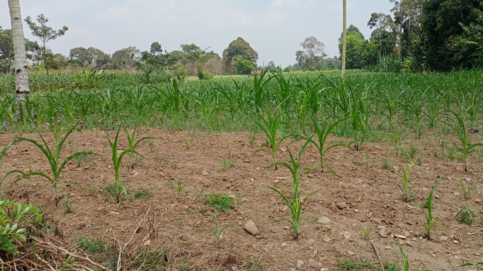 Gagal Panen, Harga Jagung di OKU Selatan Melabung Tinggi, Segini Omzet Penjualannya