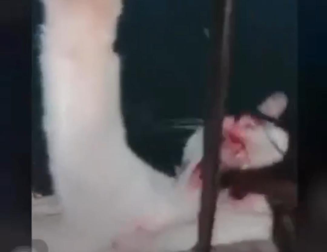 Viral Video Kucing Disiksa, Diduga di Baturaja 