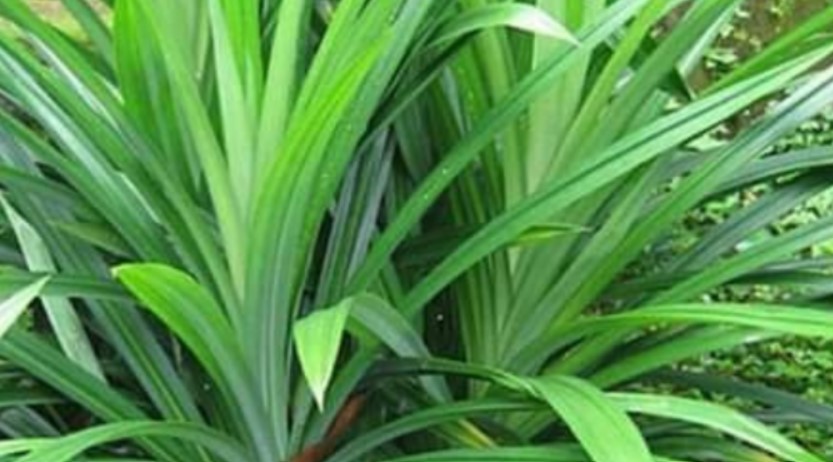 7 Penyakit yang Bisa Dicegah dengan Daun Pandan, Alami dan Efektif !