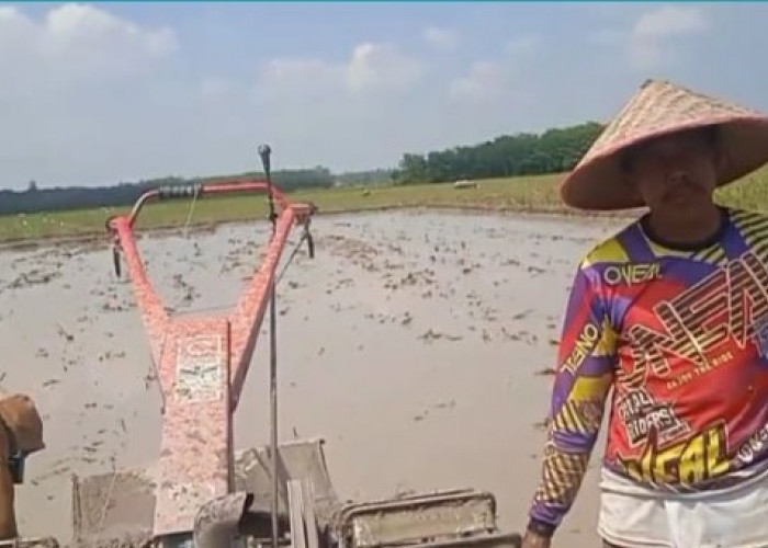 Kelangkaan Solar Bikin Petani OKU Timur Terancam Gagal Tanam Padi