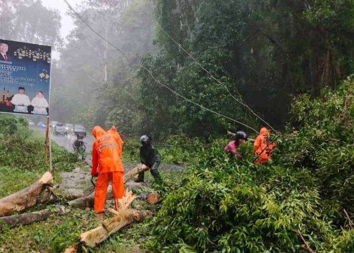 Imbau Masyarakat Waspada Pohon Tumbang