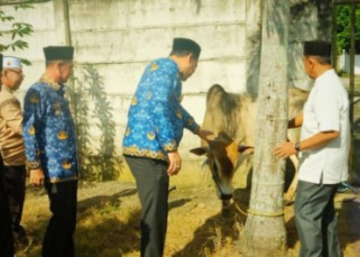 Pemkab OKU Selatan Serahkan 3 Ekor Sapi Kurban ke Masjid Agung Al-Muhtadin