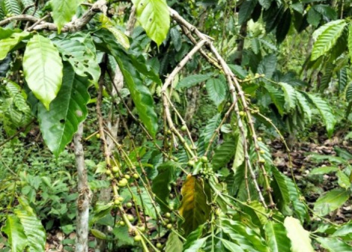 Resah! Pencurian Kopi hingga Sawit Marak di Muaradua