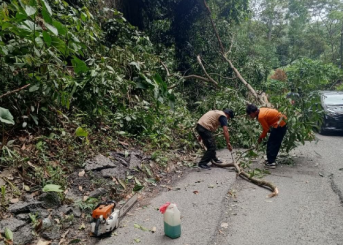 BPBD OKU Selatan Gerak Cepat Evakuasi Pohon Tumbang di Simpang Sender Utara