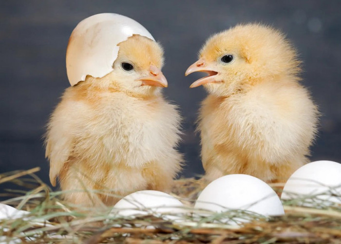 Telur Duluan atau Ayam? Sains & Kuantum Punya Jawabannya!