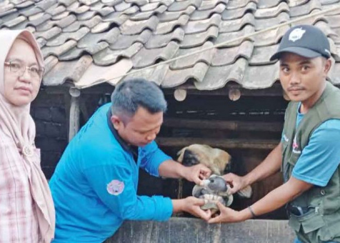 OKU Timur Surplus Hewan Kurban, Siap Suplai ke Luar Daerah