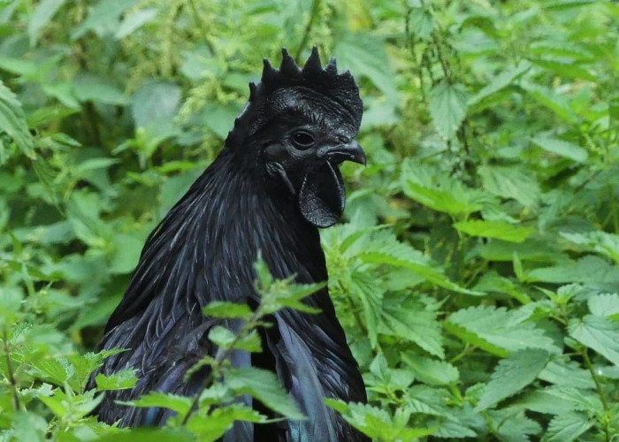 Termahal di Dunia, Inilah Keunikan Ayam Cemani yang Menarik Perhatian Para Peneliti dan Mistis