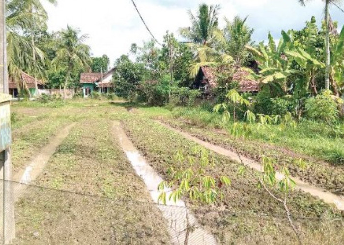 Petani OKU Timur Panen 800 Ikat Bayam dalam 20 Hari